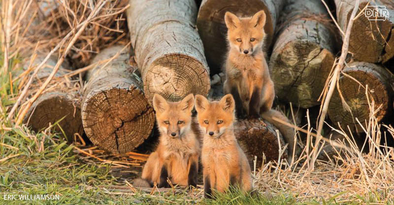 Cool things you should know about foxes (and what the fox really says!) | Iowa DNR